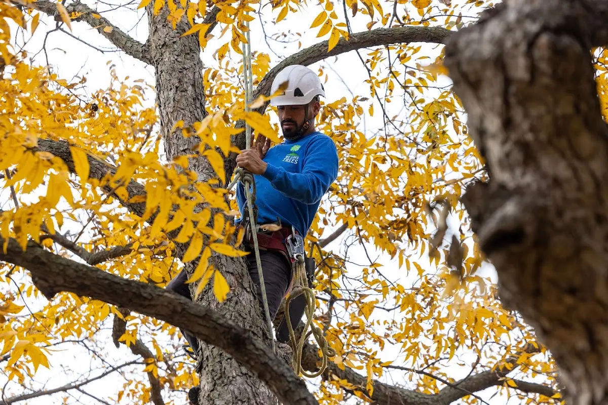 Skilled Tree Planing crew working in Broussard
